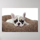 Suche nach stierhund kunst Welpe