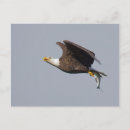 Suche nach weißkopfseeadler postkarten Kahl