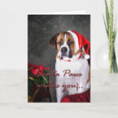 Suche nach st bernard karten Kaninchen