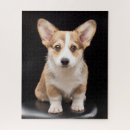 Suche nach corgi puzzle Haustier