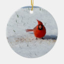 Suche nach männlicher kardinal Roter vogel