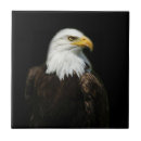 Suche nach adler fliesen Vögel