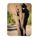 Suche nach afrikanischer elefant magnete Tier
