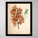 Suche nach rote blume poster Farbenfroh