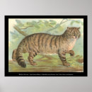 Suche nach cate poster Katze