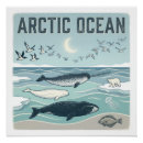 Suche nach seeschwalbe poster Qualle