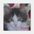 Suche nach beine magnete Katze