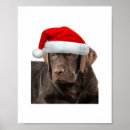 Suche nach schokolade labrador poster Hundefreund