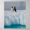 Suche nach gentoo pinguin poster Tier