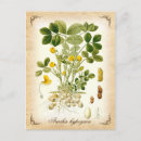 Suche nach botanik postkarten Illustration