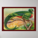 Suche nach aviary poster Stange