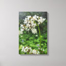 Suche nach tropfen kunst leinwandbilder Natur