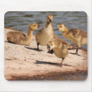Suche nach gans mousepads Baby