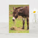 Suche nach donkey karten Land