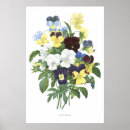 Suche nach viola poster Blume