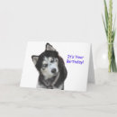 Suche nach siberian husky karten Hund