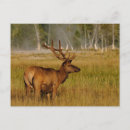 Suche nach yellowstone nationalpark postkarten Wyomomom