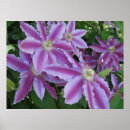 Suche nach clematis blume poster Natur