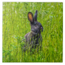 Suche nach grünes gras fliesen Kaninchen