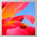 Suche nach ladybug poster Rose