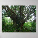 Suche nach banyan tree poster Maui
