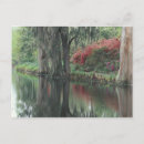 Suche nach flora postkarten Pflanze