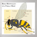 Suche nach grundlegend poster Diagramm