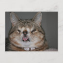 Suche nach hässliche postkarten Katze