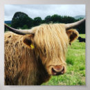 Suche nach schottische kuh poster Tiere