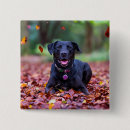 Suche nach cute quadratische buttons Dog