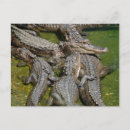 Suche nach amerikanischer alligator postkarten Reptil