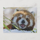 Suche nach rote pandas poster Wild