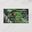 Suche nach papagei visitenkarten Vögel