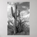 Suche nach saguaro cactus poster Kakteen