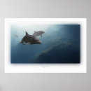 Suche nach delphine poster Meer