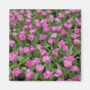 Suche nach keukenhof magnete Tulpe