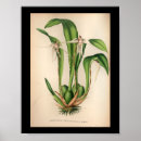 Suche nach vintage orchideen poster Farbig