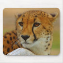 Suche nach lebende mousepads Wild lebende tiere