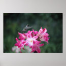 Suche nach belladonna poster Blume