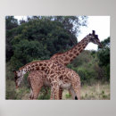 Suche nach giraffe poster Wildnis
