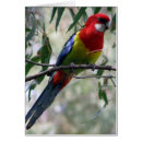 Suche nach gefieder postkarten Tiere