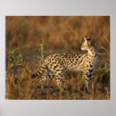 Suche nach serval poster Afrika