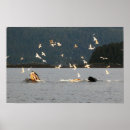 Suche nach buckelwal poster Alaska