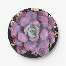 Suche nach kaktus teller Rosa