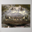 Suche nach amerikanischer alligator poster Tier