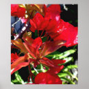 Suche nach bouganvilla poster Bilder