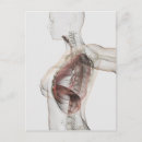 Suche nach larynx poster Lunge