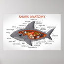 Suche nach beißen poster Haie