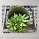 Suche nach huhn poster Für sie