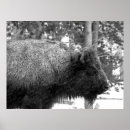 Suche nach weißer bison poster Yellowstone